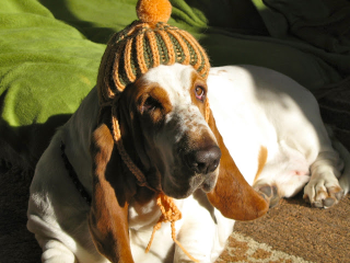 Illustration for article titled All 2013 Lazy HAL The Basset Hound Charmed Me To Death